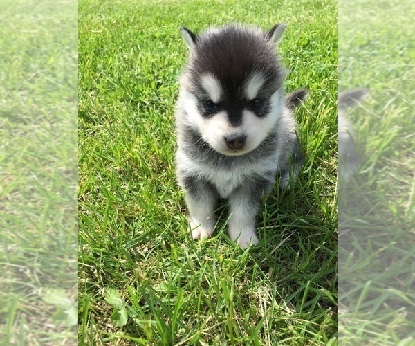 Medium Photo #6 Alaskan Klee Kai Puppy For Sale in WINCHESTER, OH, USA