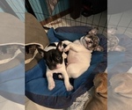 Small Photo #10 French Bulldog Puppy For Sale in YORKTOWN, IN, USA