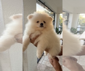Pomeranian Puppy for sale in LEHIGH ACRES, FL, USA