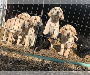 Labrador Retriever Puppy for Sale in CROSS TIMBERS, Missouri USA