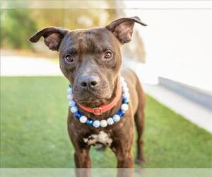 Mutt Dogs for adoption in Las Vegas, NV, USA