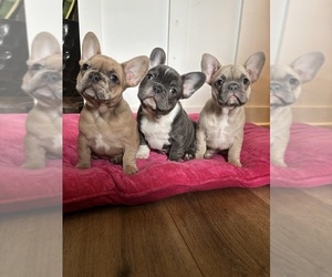 French Bulldog Litter for sale in VIRGINIA BEACH, VA, USA