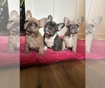 Small French Bulldog