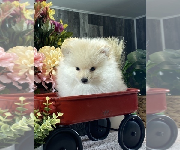 Medium Photo #2 Pomeranian Puppy For Sale in CANOGA, NY, USA