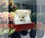 Small #1 Pomeranian