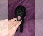Small Photo #18 Poodle (Standard) Puppy For Sale in LEXINGTON, SC, USA
