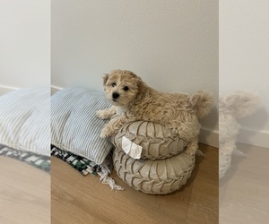 Maltipoo Puppy for sale in VANCOUVER, WA, USA