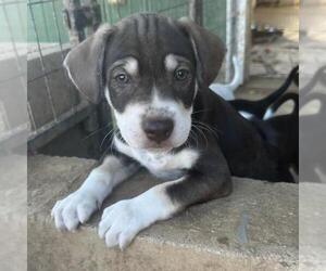 Phoenix Pup - Cardinals - Adopted! - Male Chihuahua-Unknown Mix Dog for Adoption - Photo #4