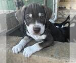 Small Photo #4 Chihuahua-Unknown Mix Puppy For Sale in San Diego, CA, USA