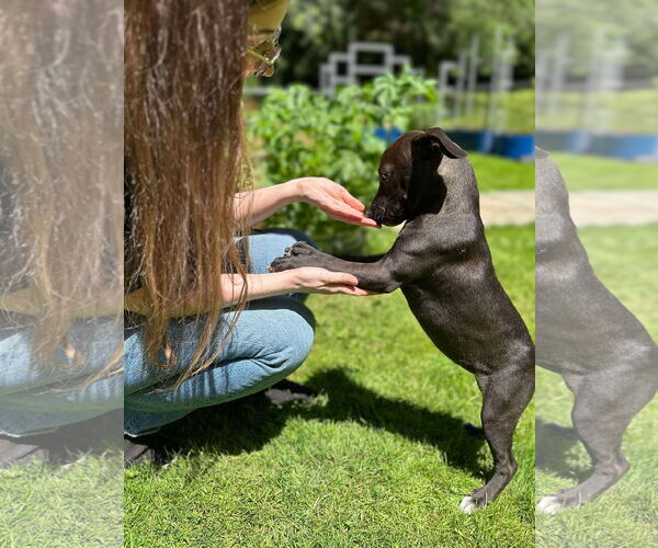 Medium Photo #5 Dachshund-German Shorthaired Pointer Mix Puppy For Sale in Arlington, WA, USA