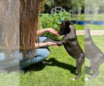 Small #4 Dachshund-German Shorthaired Pointer Mix