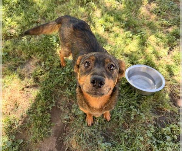 Medium Photo #1 Border Collie Puppy For Sale in Modesto, CA, USA