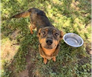 Border Collie Dogs for adoption in Modesto, CA, USA