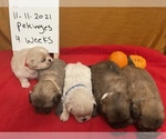 Small Photo #11 Pekingese Puppy For Sale in PLANO, TX, USA