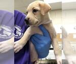 Small Labrador Retriever Mix