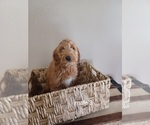 Small #3 Goldendoodle (Miniature)