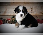 Small Photo #6 Miniature Australian Shepherd Puppy For Sale in HUNTINGTON, UT, USA