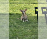 Small #18 Chiweenie