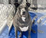 Small #1 Staffordshire Bull Terrier Mix