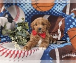 Small Photo #7 Cavapoo Puppy For Sale in STEVENS, PA, USA