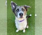 Small Border Collie