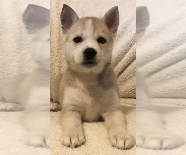 Medium Photo #6 Pomsky Puppy For Sale in HOWLAND, OH, USA