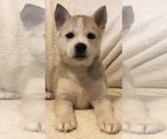 Small Photo #6 Pomsky Puppy For Sale in HOWLAND, OH, USA