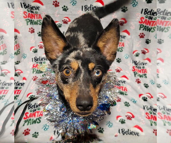 Medium Photo #6 Australian Shepherd-Unknown Mix Puppy For Sale in FAIRLAWN, OH, USA