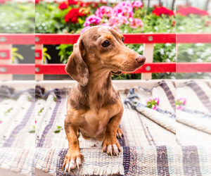 Mother of the Dachshund puppies born on 07/16/2025