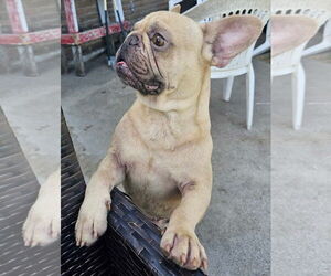 French Bulldog Dogs for adoption in Oakhurst, NJ, USA