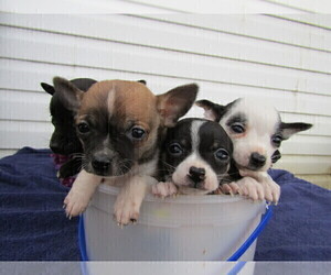 Chihuahua Puppy for sale in ADRIAN, MI, USA