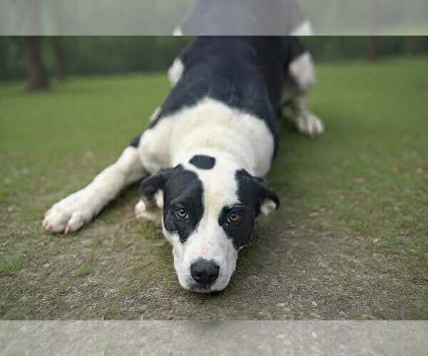 Medium Photo #8 American Bulldog-Great Dane Mix Puppy For Sale in Talladega, AL, USA