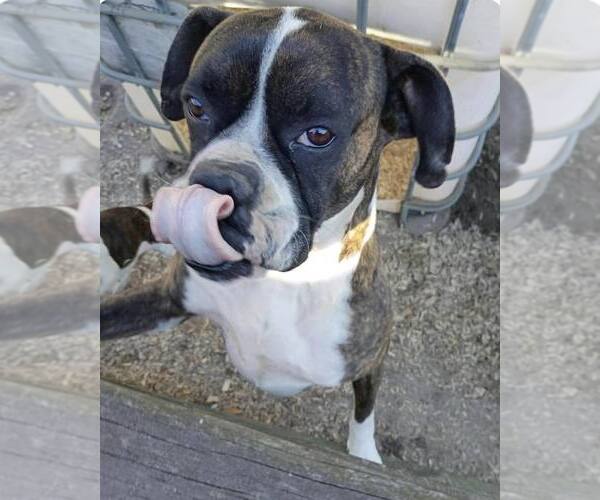 Medium Photo #4 Boxer Puppy For Sale in Dumont, NJ, USA