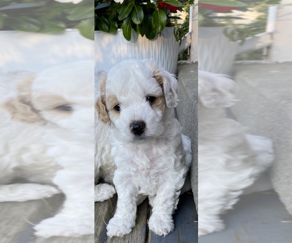 Medium Photo #1 Cock-A-Poo Puppy For Sale in BOSTON, MA, USA