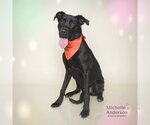 Small Labrador Retriever Mix