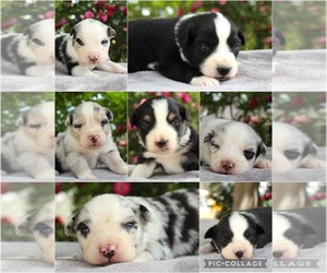 Australian Shepherd Puppy for Sale in ACTON, California USA