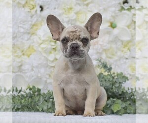 French Bulldog Puppy for sale in QUARRYVILLE, PA, USA