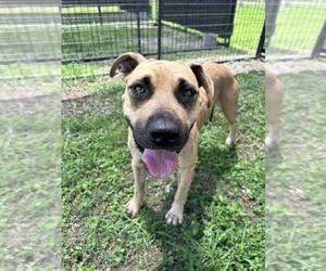 Izzy - Female Black Mouth Cur-Unknown Mix Dog for Adoption - Photo #2