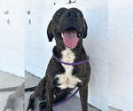Small #2 Labrador Retriever Mix