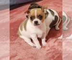 Puppy Eddie Chihuahua
