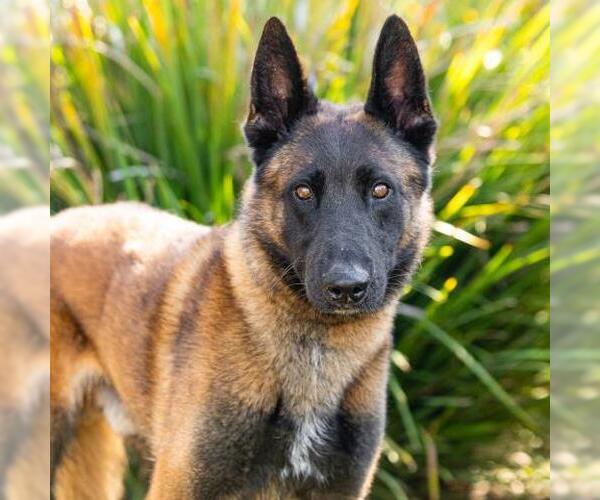 Medium Photo #1 Mutt Puppy For Sale in Camarillo, CA, USA