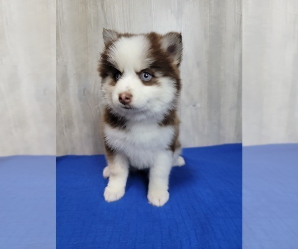 Medium Photo #9 Pomsky Puppy For Sale in BELLEVUE, IA, USA