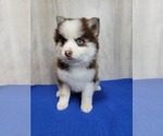 Small #8 Pomsky