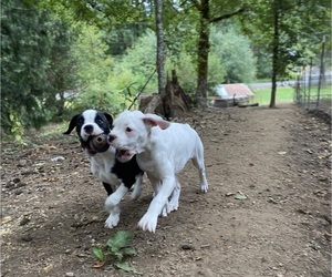 Boxer Litter for sale in BUXTON, OR, USA