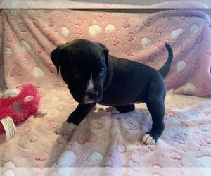 American Bully-American Pit Bull Terrier Mix Puppy for sale in MADISON, GA, USA