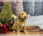 Small Photo #22 Aussiedoodle Puppy For Sale in COMMERCE, MI, USA