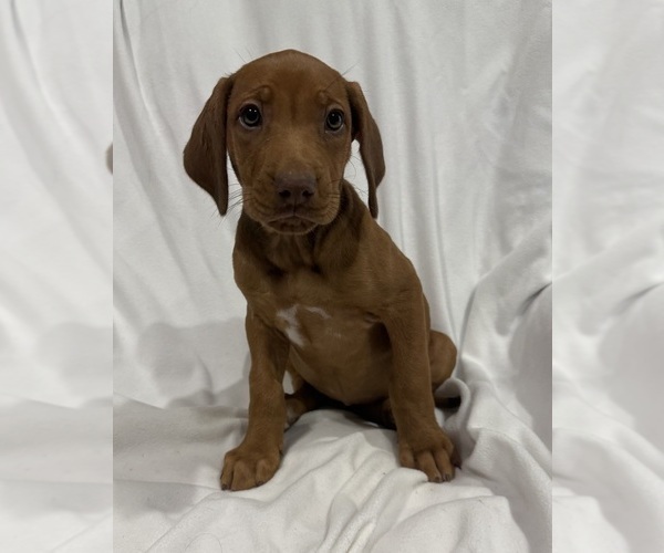 Medium Photo #1 Rhodesian Ridgeback Puppy For Sale in SAN ANGELO, TX, USA