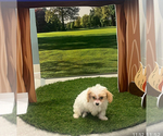 Small #2 Maltichon