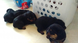 Rottweiler Puppy for sale in canton, OH, USA
