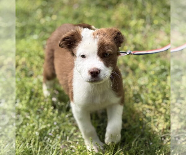Medium Photo #1 Boxer-Unknown Mix Puppy For Sale in Yardley, PA, USA